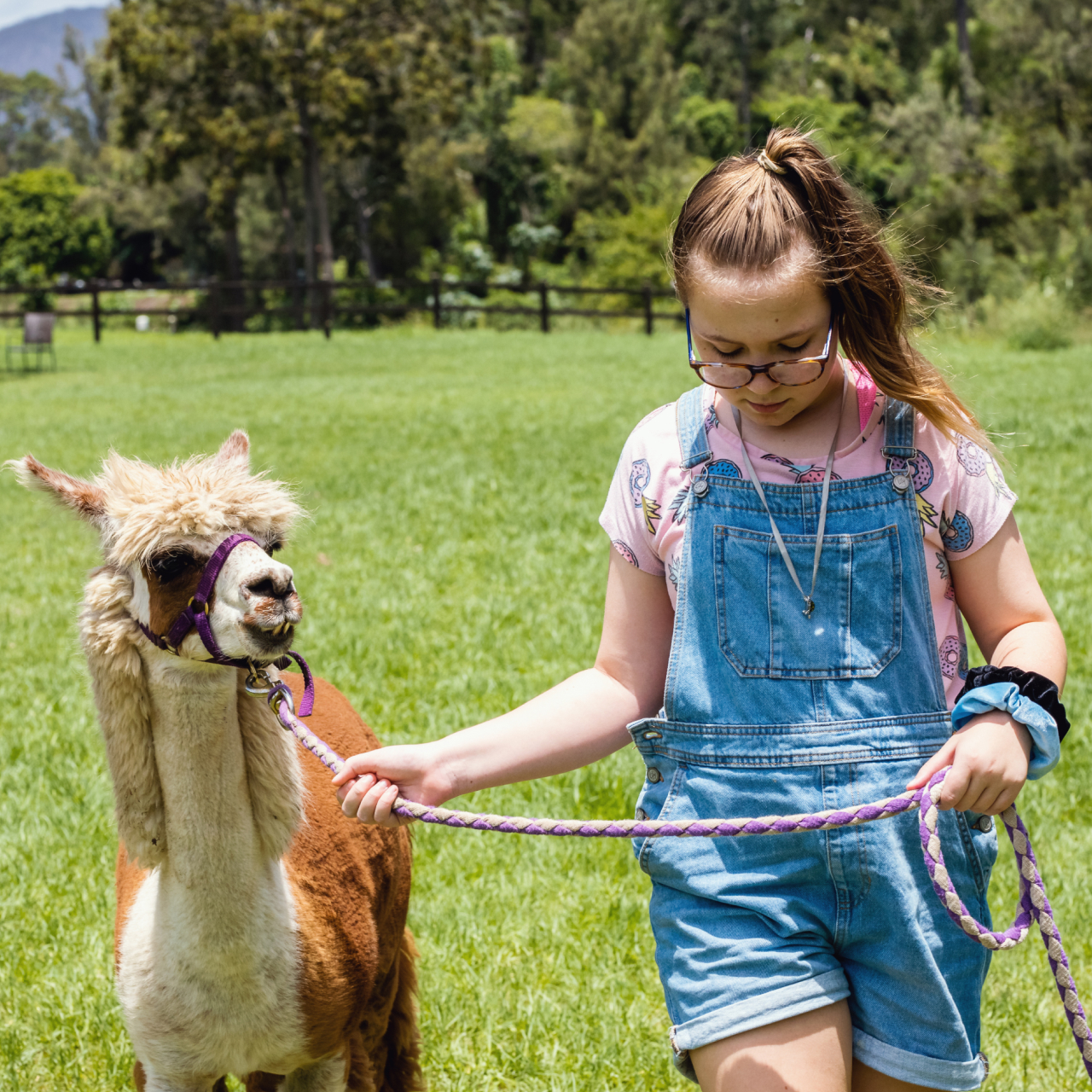 Alpaca Trekking 5050