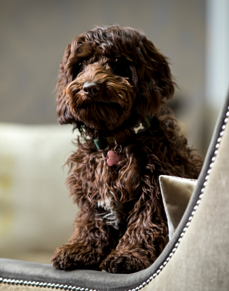 Crosssell Desktop Primary CTA Dog